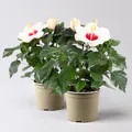 Produktbild: Hibiskus, weiß, Topf-Ø 13 cm, Höhe ca. 35 cm, 2 Pflanzen