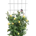 Produktbild: KADAX Rankgitter, Gitterspalier für Garten, Pflanzen, Balkon, Terrasse, Metall Spalier, Rankhilfe, Klettergitter aus Stahl, Kletterhilfe, Rosenspalier, Pflanzengitter (75 x 150 cm)