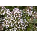 Produktbild: Origanum Vulgare Compactum Oregano Ca. 11x11 cm Topf