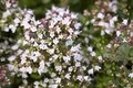 Produktbild: Origanum vulgare 'Compactum' 11x11 cm Topf – Winterhart, Mehrjährig, Pflegeleicht – Oregano – Küchenkraut für Topf & Kräuterbeet