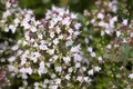 Produktbild: Pflanzen für Dich Staude Origanum vulg. Compactum, 1 St., Oregano, Wilder Majoran, Echter Dost