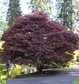 Produktbild: Roter Fächerahorn 125-150cm - Acer palmatum Atropurpureum - lebende Gartenpflanze aus den Baumschulen