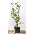 Produktbild: Ribes alpinum 'Schmidt' 40-60 cm