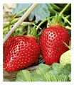 Produktbild: BALDUR Garten Immertragende Erdbeere Albion,3 Pflanzen Fragaria, das ganze Jahr Früchte, immertragend, winterhart, Fragaria x ananassa, Früchte essbar