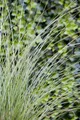 Produktbild: Miscanthus sinensis 'Gracillimus', Chinaschilf, ca. 11x11 cm Topf
