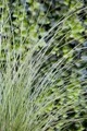 Produktbild: Pflanzen für Dich Gräser Miscanthus sin. Gracillimus, 1 St., Chinaschilf, Ziergras, Eulaliagras, schmalblättrig, herbstfärbung bronzerot