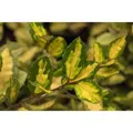 Produktbild: Elaeagnus Pungens Maculata Silberbeere Gelb-Grün 30–40 cm