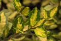 Produktbild: Pflanzen für Dich Gehölze Elaeagnus pungens Maculata, 1 St., Silberbeere, Ölweide
