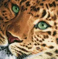 Produktbild: Lanarte PN-0155213 Leopard Kreuzstichpackung