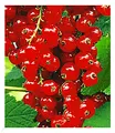 Produktbild: BALDUR Garten Johannisbeeren 'Rote Rovada', 1 Strauch, Ribes rubrum Johannisbeerstrauch Beerenobst winterhart, mehrjährig, pflegeleicht, reiche Ernte an essbaren Früchten