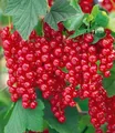 Produktbild: BALDUR Garten Obstpflanze Johannisbeere 'Rote Rovada®', 1 St., Selbstbefruchtend, winterhart, essbar, pflegeleicht