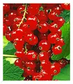 Produktbild: Johannisbeeren 'Rote Rovada', 1 Strauch, Ribes rubrum