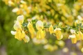 Produktbild: Pflanzen für Dich Gehölze Cytisus kewensis Niki, 1 St., Kew-Ginster, Besenginster
