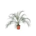 Produktbild: Plant in a Box - Phoenix roebelenii - Höhe 80-90cm - Zwergdattelpalme -Luftreinigende Zimmerpflanze groß - Topf 21cm