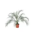 Produktbild: Plant in a Box  Zwergdattelpalme Phoenix roebelenii 80cm Zimmerpalme