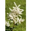 Produktbild: Astilbe Japonica Deutschland Prachtspiere Ca. 9x9 cm Topf