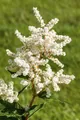 Produktbild: Astilbe japonica 'Deutschland', Prachtspiere, weiß, ca. 9x9 cm Topf