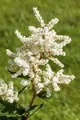 Produktbild: Pflanzen für Dich Staude Astilbe jap. Deutschland, 1 St., Prachtspiere, Japanische Prachtspiere