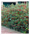 Produktbild: BALDUR Garten 5er Ilex-Hecke 'Heckenfee®', Pflanzen im 9x9 cm-Topf, Ilex meserveae, winterhart, Wasserbedarf gering, Sichtschutz, für Standort im Schatten geeignet, blühend