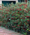 Produktbild: BALDUR Garten Hecken Ilex-Hecke 'Heckenfee®', 5 St., Stechpalme, immergrün, winterhart, blickdicht