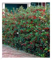 Produktbild: Ilex-Hecke 'Heckenfee®', 5 Pflanzen, Ilex meserveae