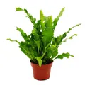 Produktbild: Exotenherz Asplenium nidus Campio - besondere Farn-Sorten fürs Zimmer - Nestfarn - 17cm Topf - ca. 30-40cm hoch