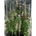 Produktbild: Clematis Viticella Madame Julia Correvon Waldrebe Rot 100–150 cm