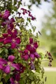 Produktbild: Pflanzen für Dich Kletterpflanze Clematis viticella Madame Julia Correvon, 1 St., Italienische Waldrebe, Clematis, weinrot, langblühend