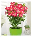 Produktbild: BALDUR Garten Wüsten-Rose 'Rot', 1 Pflanze, Adenium obesum Zimmerpflanze blühend Zimmerpflanze, mehrjährig - frostfrei halten, pflegeleicht, Wasserbedarf gering, blühend