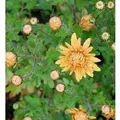 Produktbild: Winteraster Kleiner Bernstein - Chrysanthemum hortorum