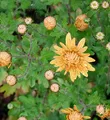 Produktbild: Winteraster Kleiner Bernstein - Chrysanthemum hortorum