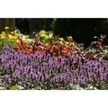 Produktbild: Stachys Officinalis Betonie Ca. 9x9 cm Topf