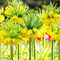 Produktbild: Kaiserkronen Knollen Mehrjährig - Fritillaria Imperialis Yellow Blumenzwiebeln - 5 Zwiebeln - Pflanzen aus Holland - für Garten und Topf (große Knollen, kein Samen und nicht künstlich)
