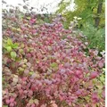 Produktbild: Roter Hartriegel Winter Beauty 40-60cm - Cornus sanguinea