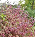 Produktbild: Roter Hartriegel Winter Beauty 40-60cm - Cornus sanguinea