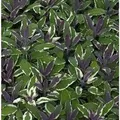 Produktbild: Echter Salbei Tricolor - Salvia officinalis