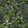 Produktbild: Echter Salbei Tricolor - Salvia officinalis - lebende Gartenpflanze aus den Baumschulen