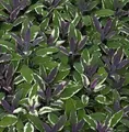 Produktbild: Echter Salbei Tricolor - Salvia officinalis