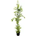 Produktbild: Carpinus betulus 150-175 cm