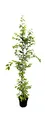 Produktbild: Carpinus betulus Hainbuche,winterhart, deutsche Baumschulqualität, im Topf für optimales anwachsen