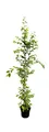 Produktbild: Carpinus betulus, Hainbuche, 150–175 cm
