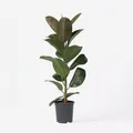Produktbild: Plant in a Box - Gummibaum - Ficus Elastica 'Robusta' - Höhe 75-100cm - Topf 24cm