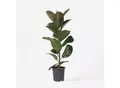 Produktbild: Plant in a Box - Gummibaum - Ficus Elastica 'Robusta' - Höhe 75-100cm - Topf 24cm