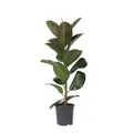Produktbild: Plant in a Box  Gummibaum Ficus Elastica 'Robusta' 75cm Grüne Zimmerpflanze
