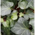 Produktbild: Efeu Plattensee 40-60cm - Hedera helix
