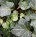 Produktbild: Efeu Plattensee 40-60cm - Hedera helix