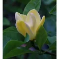 Produktbild: Magnolie Blue Opal 100-125cm - Magnolia acuminata