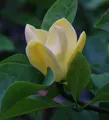 Produktbild: Magnolie Blue Opal 100-125cm - Magnolia acuminata