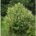 Produktbild: Zimterle Silberkerzenstrauch 40-60cm - Clethra alnifolia