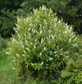 Produktbild: Zimterle Silberkerzenstrauch 40-60cm - Clethra alnifolia